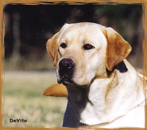 Cowboy1.jpg (51874 bytes)