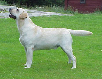 Henke.jpg (14978 bytes)