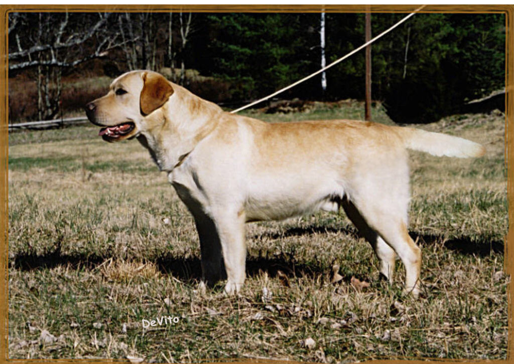 cowboytail.jpg (51874 bytes)