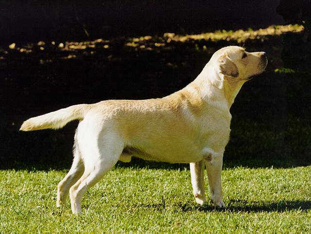 hank.jpg (51874 bytes)